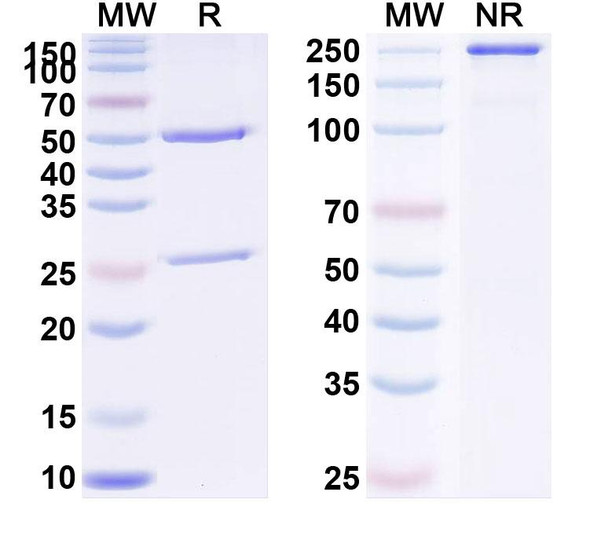Human PGF/PlGF/PLGF (TB-403) Antibody - SDS-PAGE