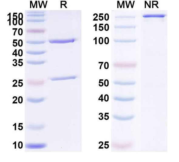 Human NTRK1/TRKA (GBR 900) Antibody - SDS-PAGE