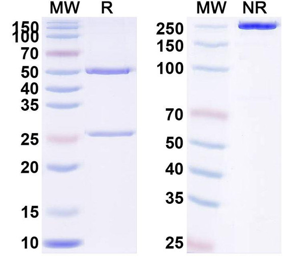 Human TNFSF15/TL1A (PR200) Antibody - SDS-PAGE