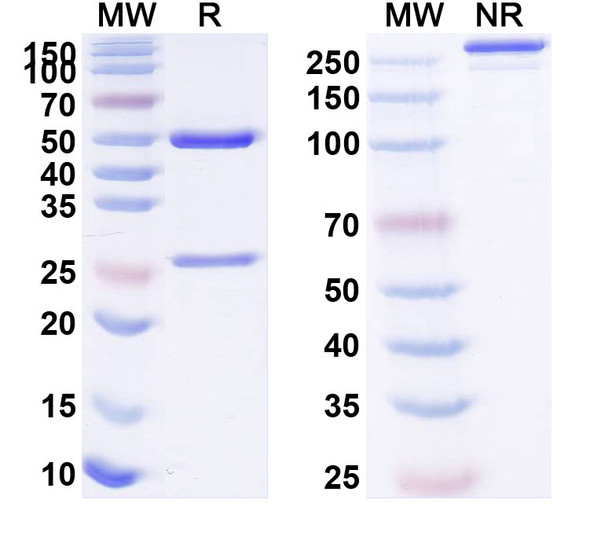 Human IL12B/IL-12 p40/NKSF2 (XmAb 662) Antibody - SDS-PAGE
