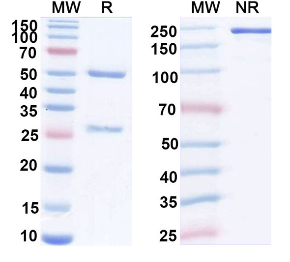 Human FGL1 (SH-07) Antibody - SDS-PAGE