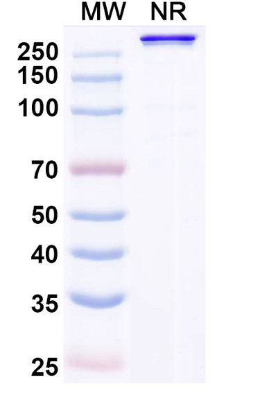 Eramkafusp Alfa (Research-Grade) - SDS-PAGE