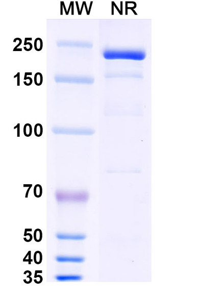 Eramkafusp Alfa (Research-Grade) - SDS-PAGE