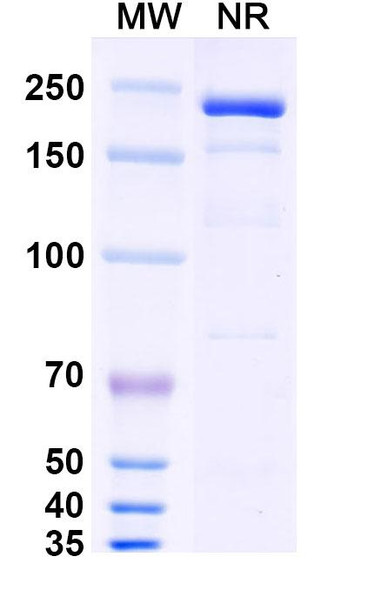 Eramkafusp Alfa (Research-Grade) - SDS-PAGE