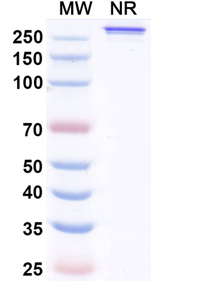 Melredableukin Alfa (Research-Grade) - SDS-PAGE