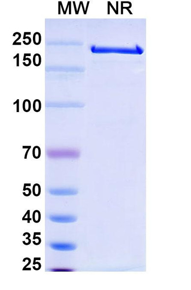 Melredableukin Alfa (Research-Grade) - SDS-PAGE