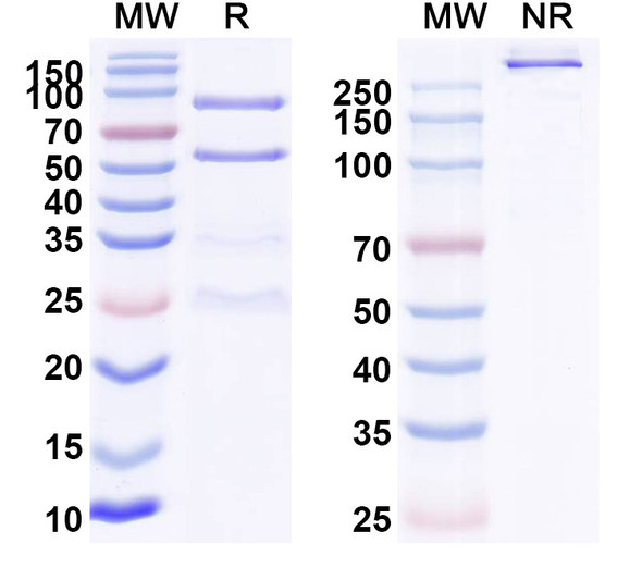 Ensomafusp Alfa (Research-Grade) - SDS-PAGE