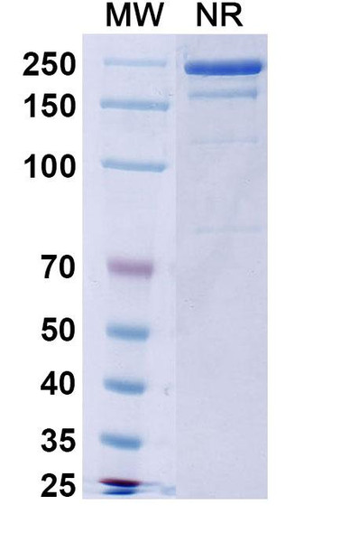 Serrumab Antibody - SDS-PAGE