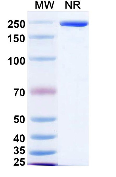 Serrumab Antibody - SDS-PAGE