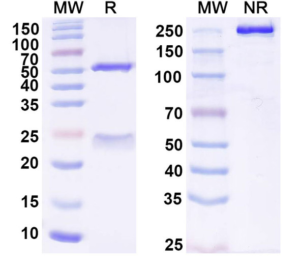 Human TERM2 Antibody (DNL919) - SDS-PAGE