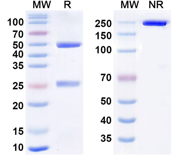 Human CD73/NT5E Antibody (IPH5301) - SDS-PAGE