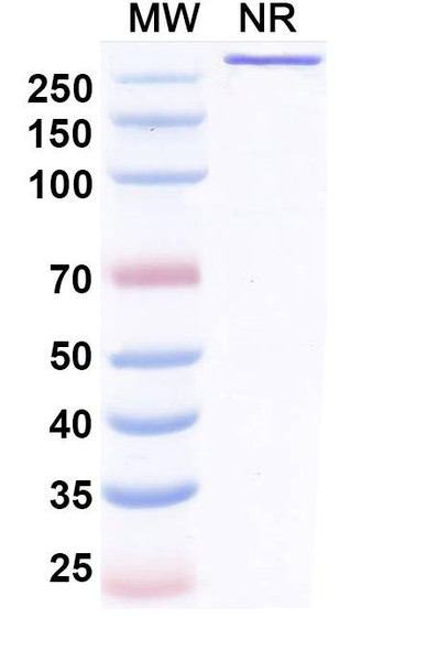 Benmelstobart Antibody - SDS-PAGE