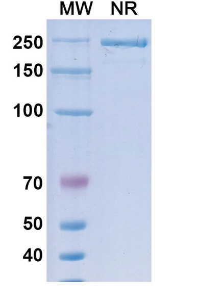 Suvemcitug Antibody - SDS-PAGE