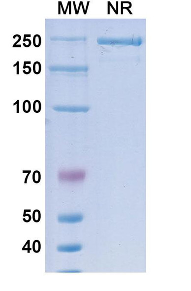 Suvemcitug Antibody - SDS-PAGE