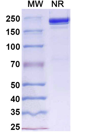 Davutamig Antibody - SDS-PAGE
