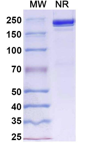 Davutamig Antibody - SDS-PAGE