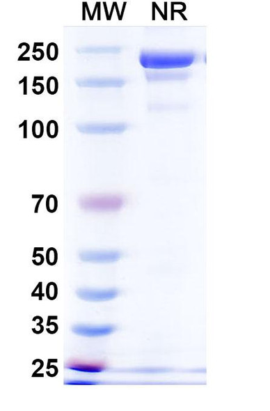 Davutamig Antibody - SDS-PAGE