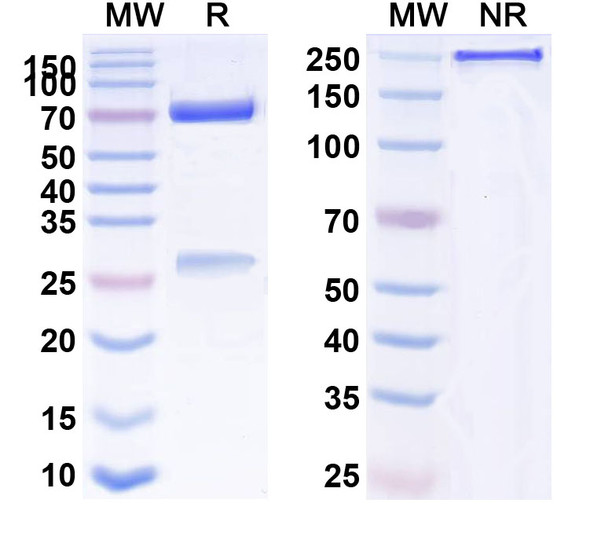 Dazukibart Antibody - SDS-PAGE