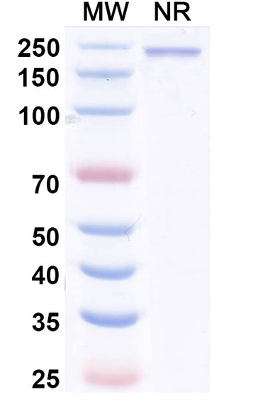Enlonstobart Antibody - SDS-PAGE
