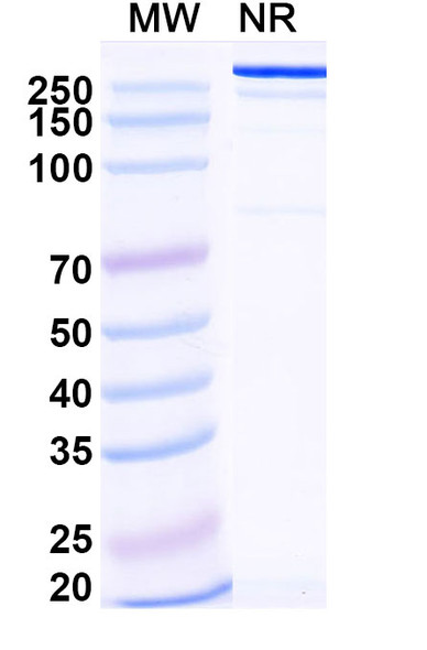 Ersodetug Antibody - SDS-PAGE