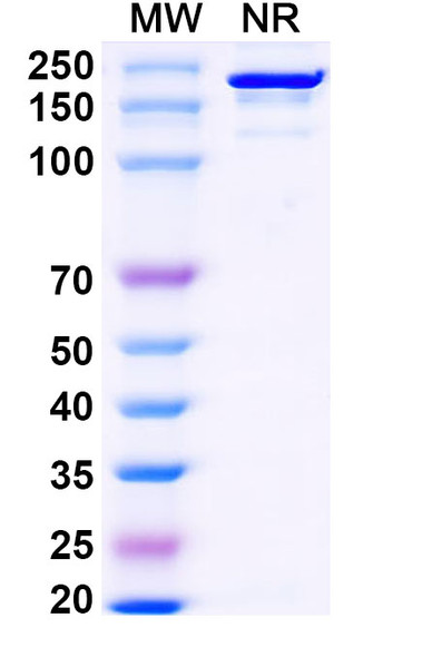 Falbikitug Antibody - SDS-PAGE