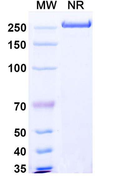 Lafuvitug Antibody - SDS-PAGE