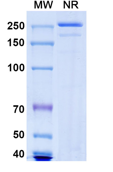Nelistotug Antibody - SDS-PAGE