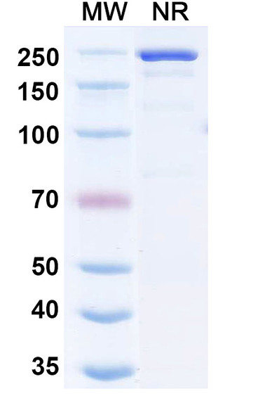 Nezutatug Antibody - SDS-PAGE