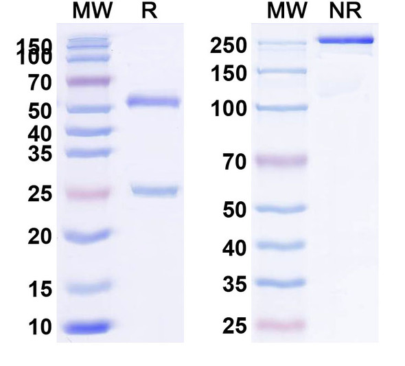 Oberotatug Antibody - SDS-PAGE