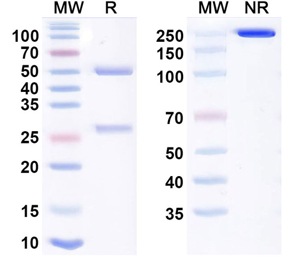 Oloctinebart Antibody - SDS-PAGE