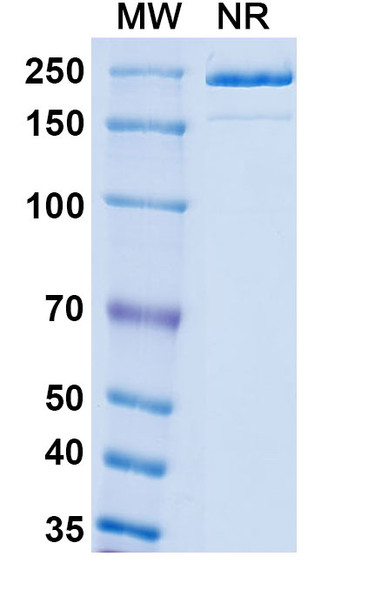 Patecibart Antibody - SDS-PAGE