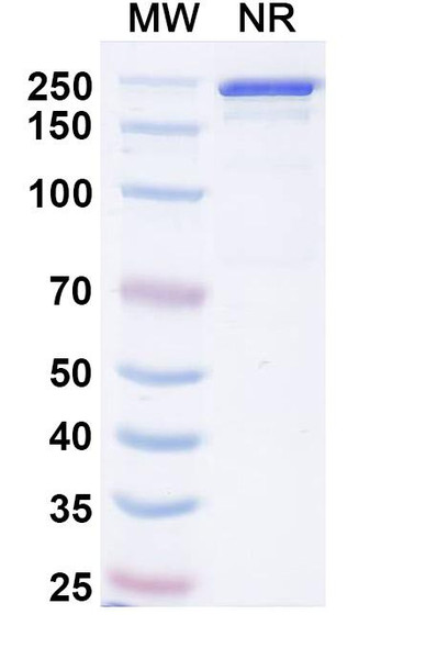 Picankibart Antibody - SDS-PAGE