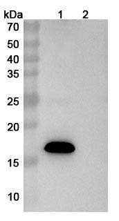 Sabirnetug Antibody - WB