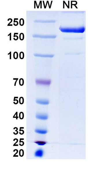Renvistobart Antibody - SDS-PAGE