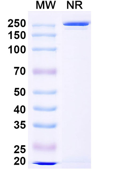 Riliprubart Antibody - SDS-PAGE