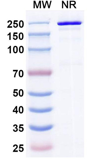 Rolistobart Antibody - SDS-PAGE