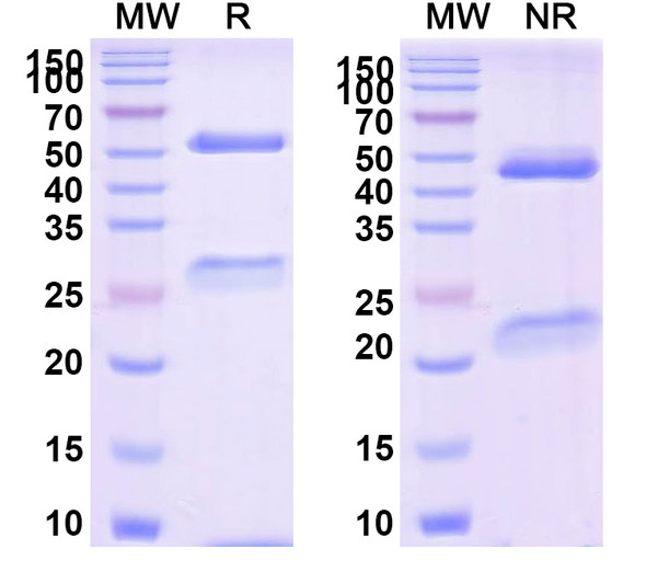 Tegoprubart Antibody - SDS-PAGE