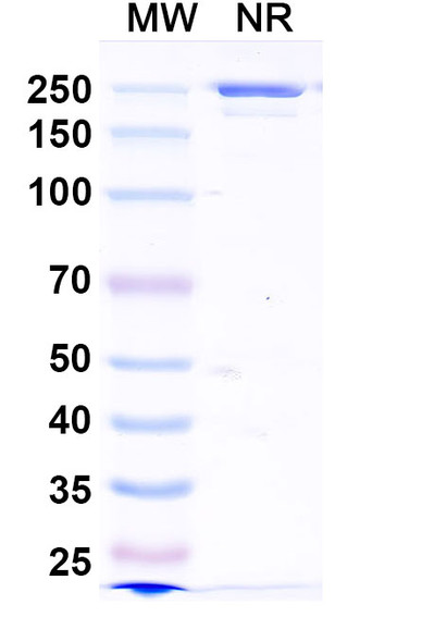 Zovostotug Antibody - SDS-PAGE
