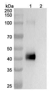 Obertamig (Research-Grade) - WB