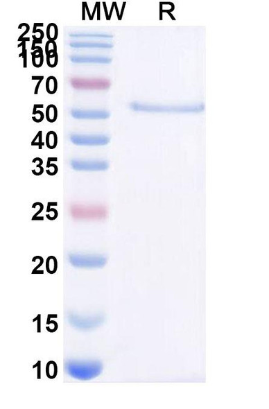 Acimtamig Antibody - SDS-PAGE