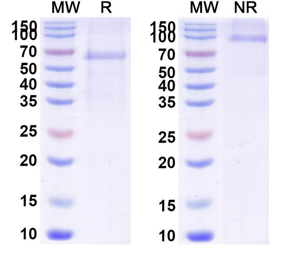 Brenetafusp (Research-Grade) - SDS-PAGE