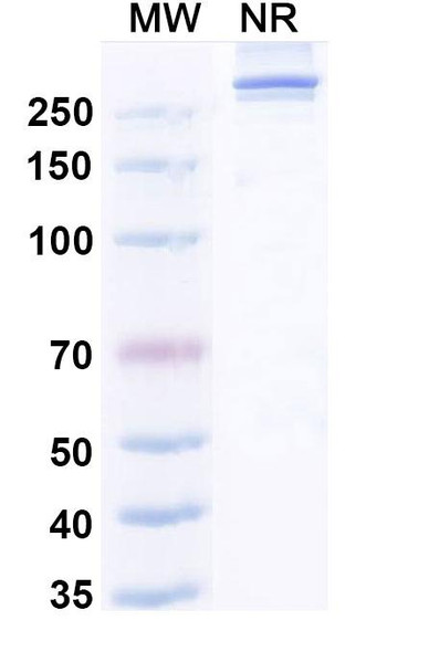 Efzimfotase Alfa (Research-Grade) - SDS-PAGE