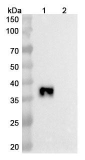 Sotiburafusp Alfa (Research-Grade) - WB