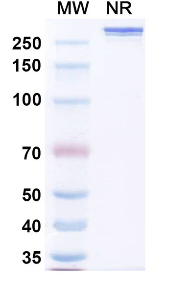 Vensobafusp Alfa (Research-Grade) - SDS-PAGE