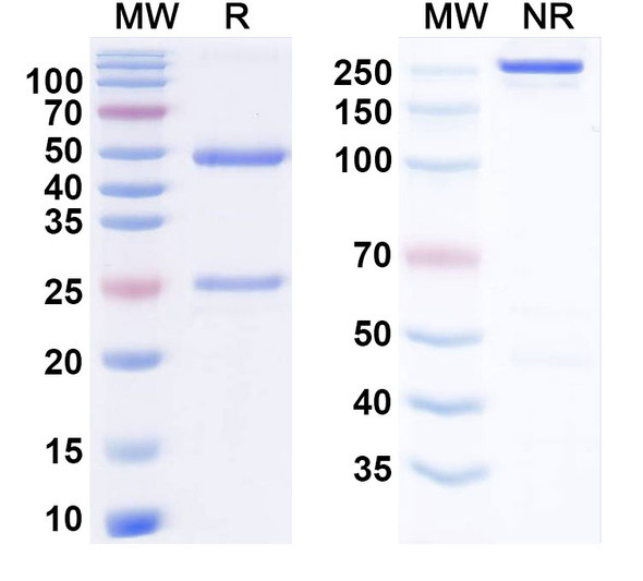 Human VSIR/VISTA Antibody (BMS767) - SDS-PAGE