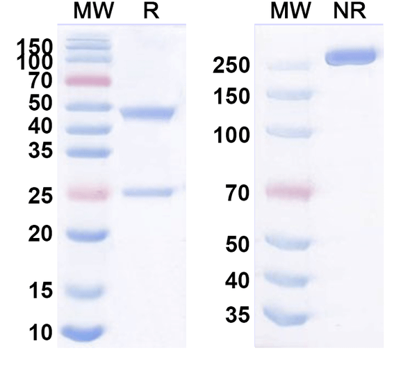 Human VSIR/VISTA Antibody (SG7) - SDS-PAGE