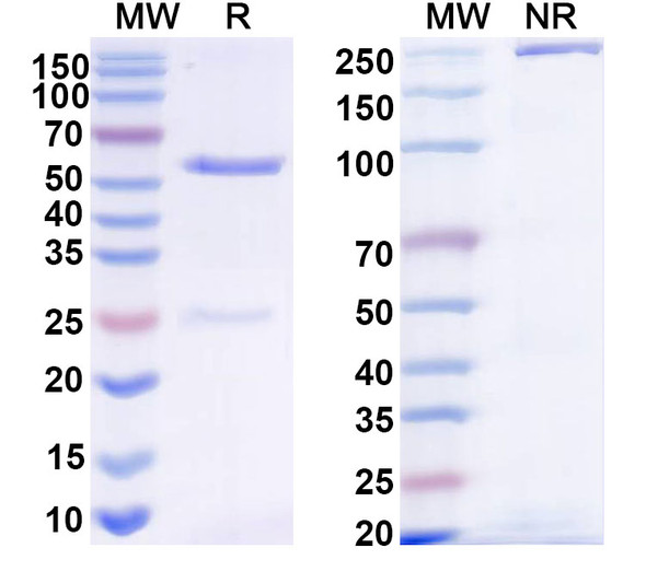 Anti-Candida auris β-1, 3 glucans Antibody (2G8) - SDS-PAGE