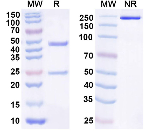 Human IL21 Antibody (NN9828) - SDS-PAGE