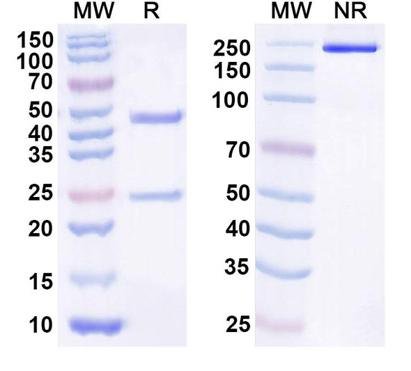 Human IL21 Antibody (NN9828) - SDS-PAGE