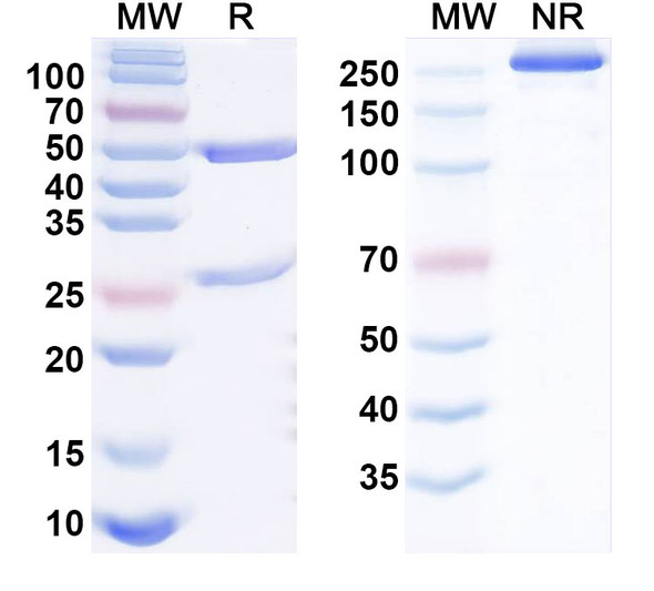Human CD319/SLAMF7 Antibody (Luc34.3.8) - SDS-PAGE